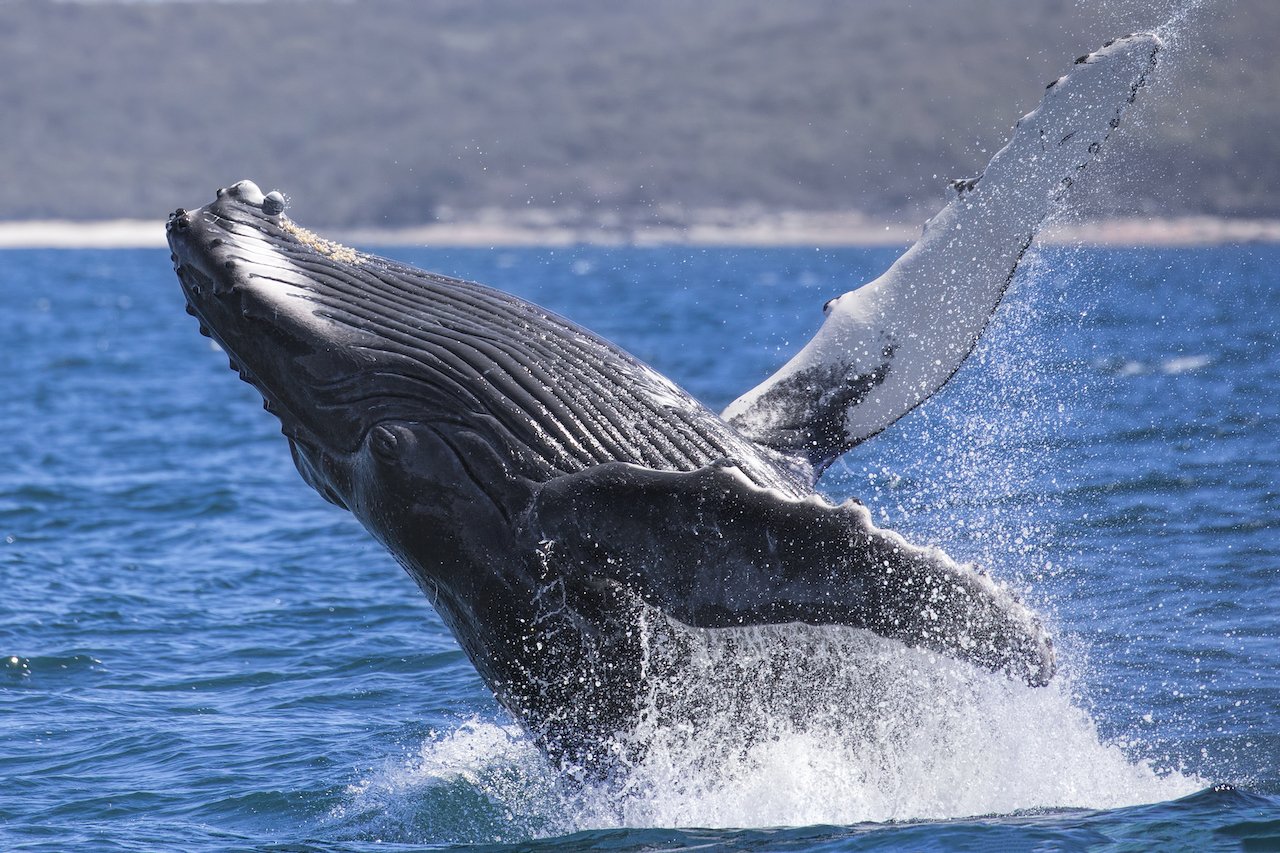 Whale-watching-NSW-South-Coast